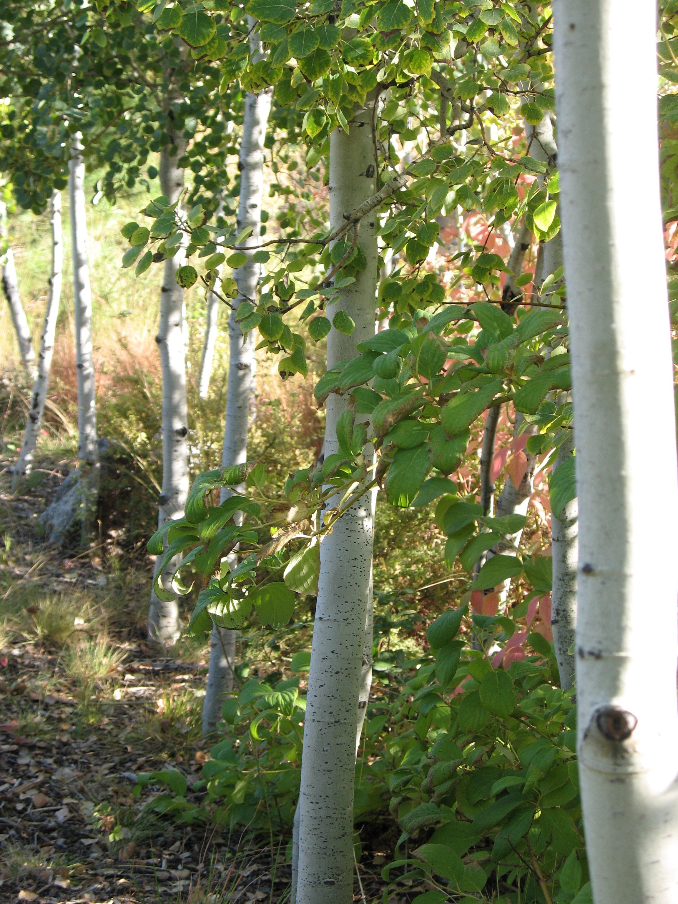 Осина (Populus tremula). Осина обыкновенная (Populus tremula). Тополь дрожащий осина. Осина Сибирская.