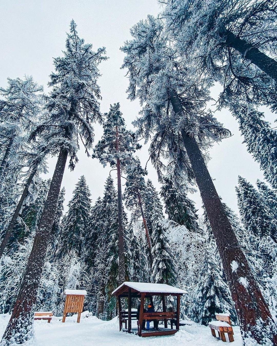 Линдуловская роща зимой (70 фото)