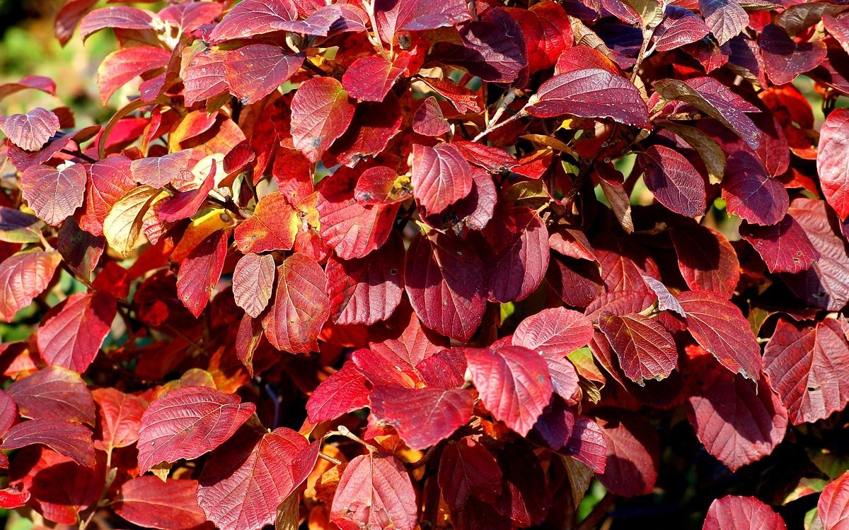Куст с красными листьями (52 фото)