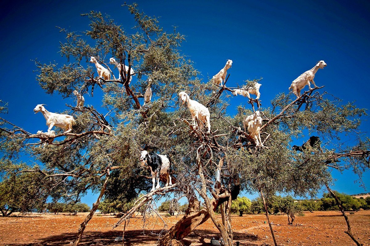 Козлы на деревьях в марокко (65 фото)