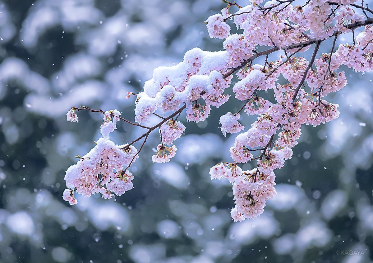 Сакура зимой (63 фото)