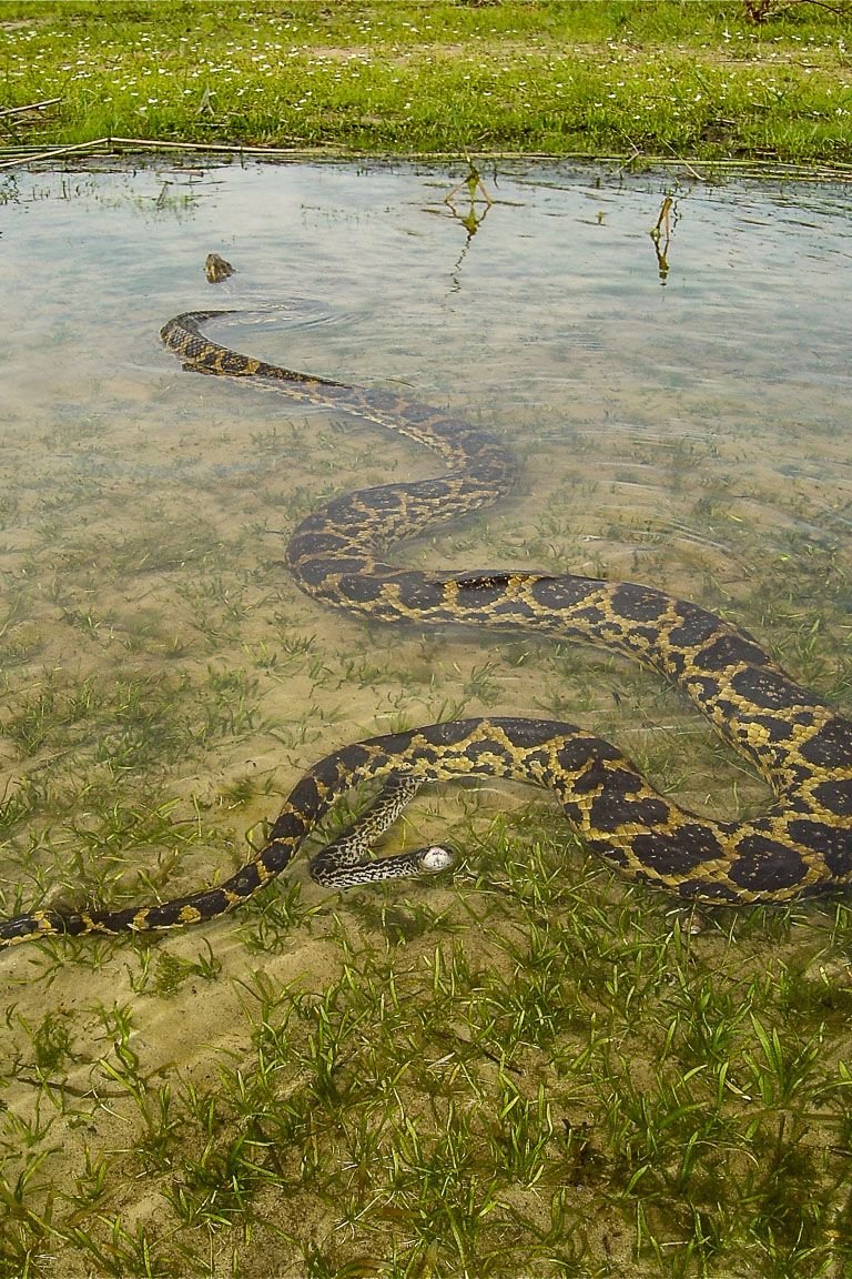 Анаконда змея. Река Амазонка змея Анаконда. Анаконда eunectes murinus.