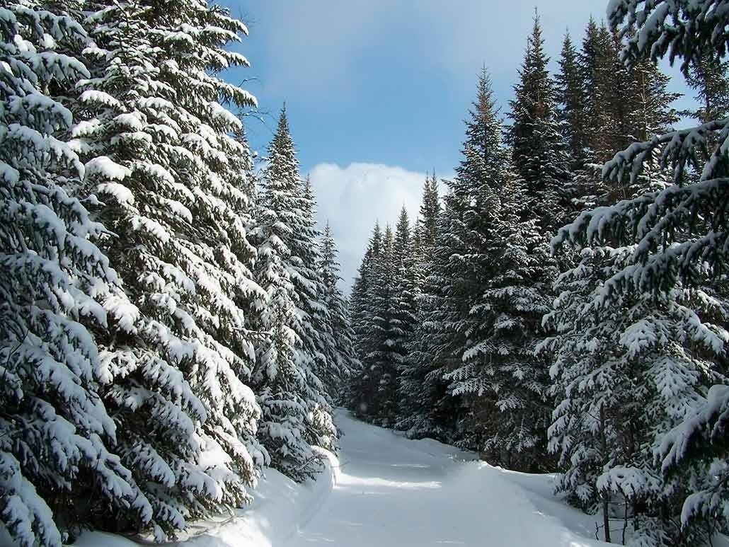 Хвойный лес зимой (55 фото)