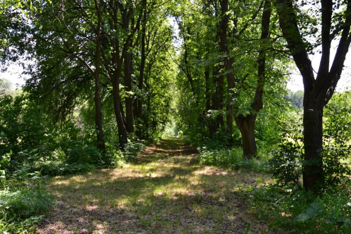 Теллермановский лес Борисоглебск. Теллермановская роща Воронежская область. Дубрава лес Воронеж.