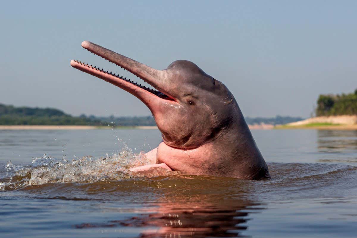 Речные дельфины (73 фото)