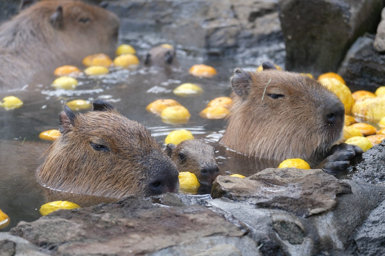 Capybara отзывы