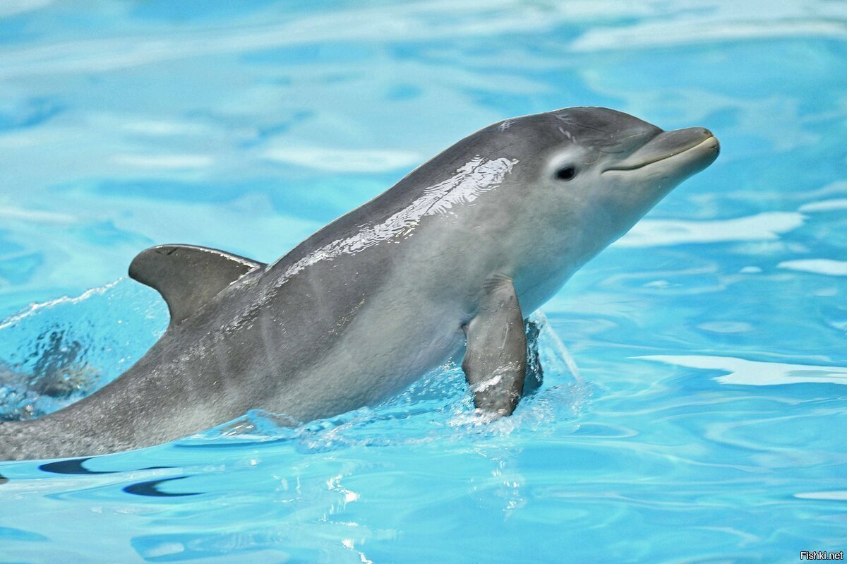 Дельфин млекопитающее (77 фото)