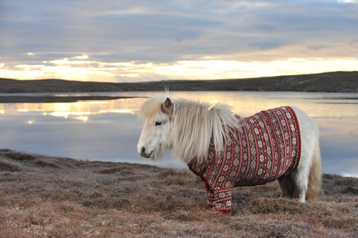 Шотландский пони (70 фото)