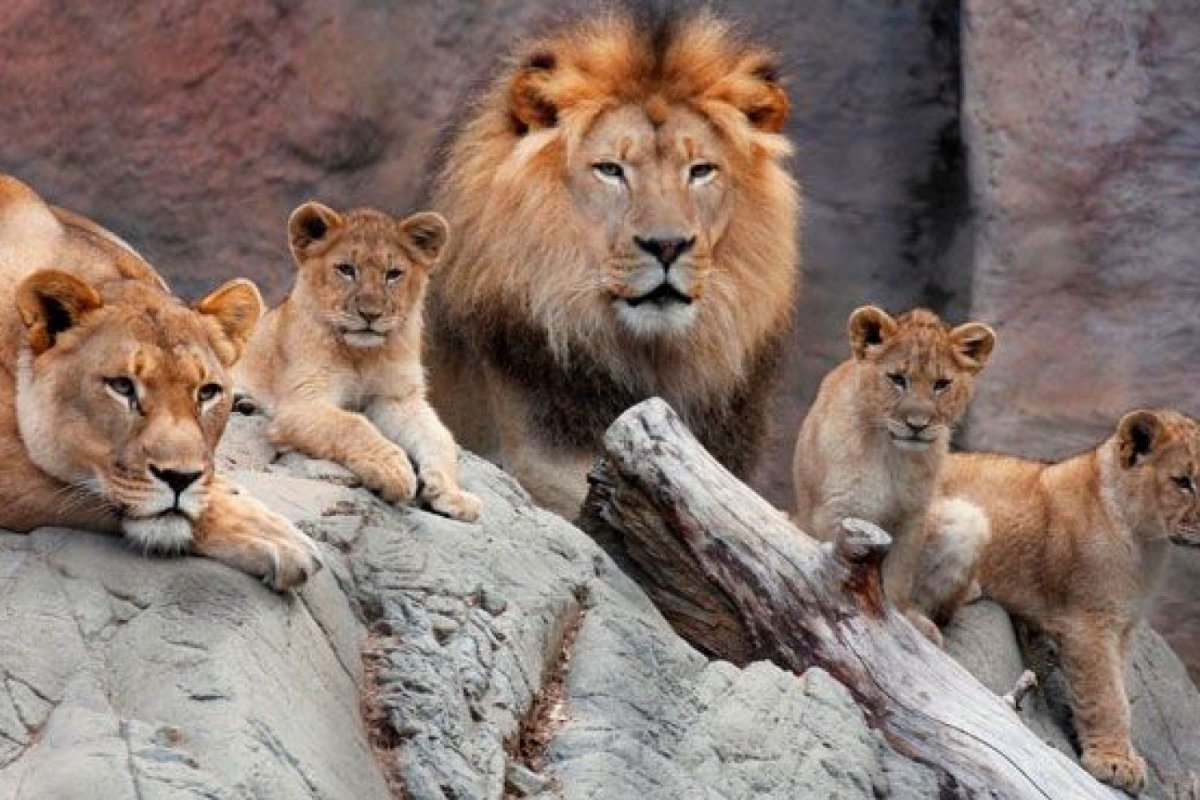 Семья львов (65 фото)