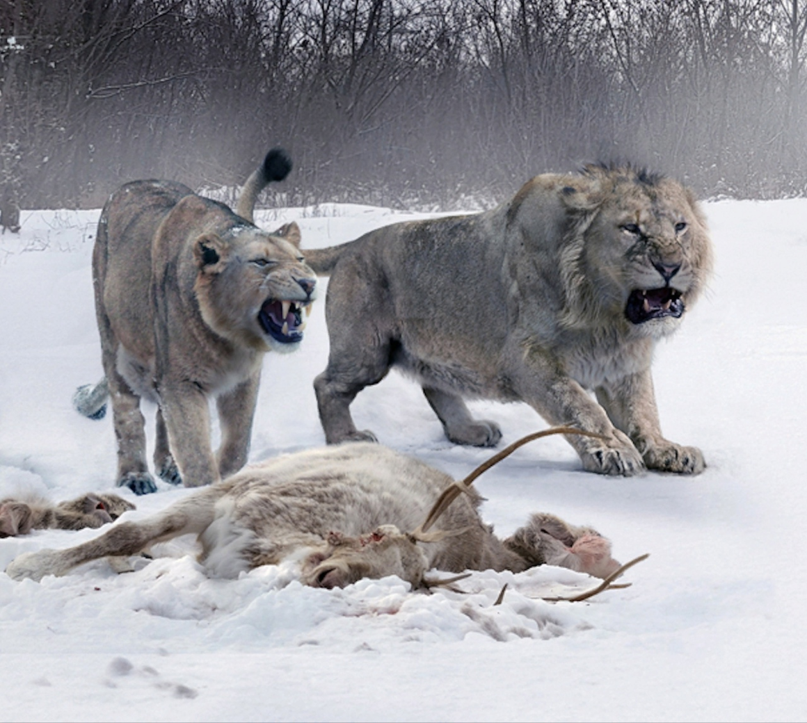 Lion cave. Пещерный Сибирский Лев. Американский пещерный Лев. Плейстоценовый пещерный Лев. Доисторический пещерный Лев.