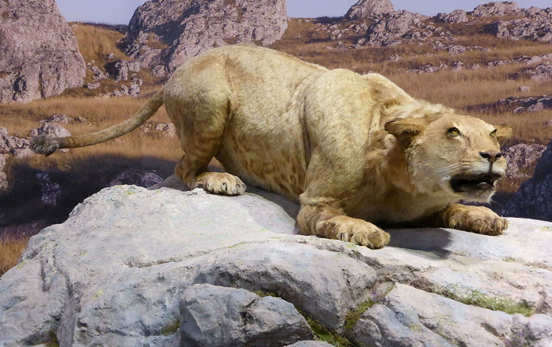 Lion cave. Мосбахский Лев. Доисторический пещерный Лев. Американский пещерный Лев. Гигантский пещерный Лев.