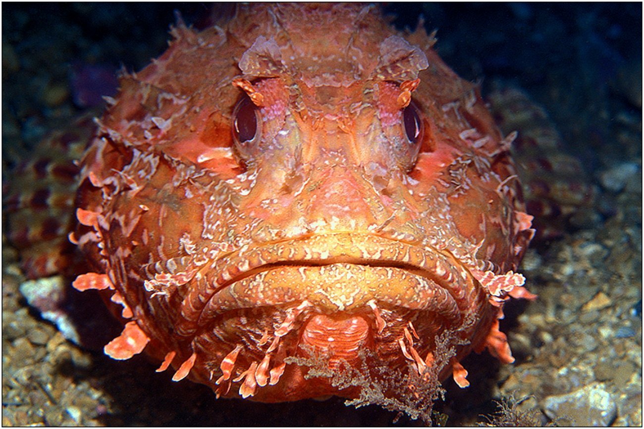 Скорпена в черном море. Морской Ерш скорпена. Скорпена Черноморская ядовитая. Рыба скорпена Черноморская. Скорпена рыба черного моря.