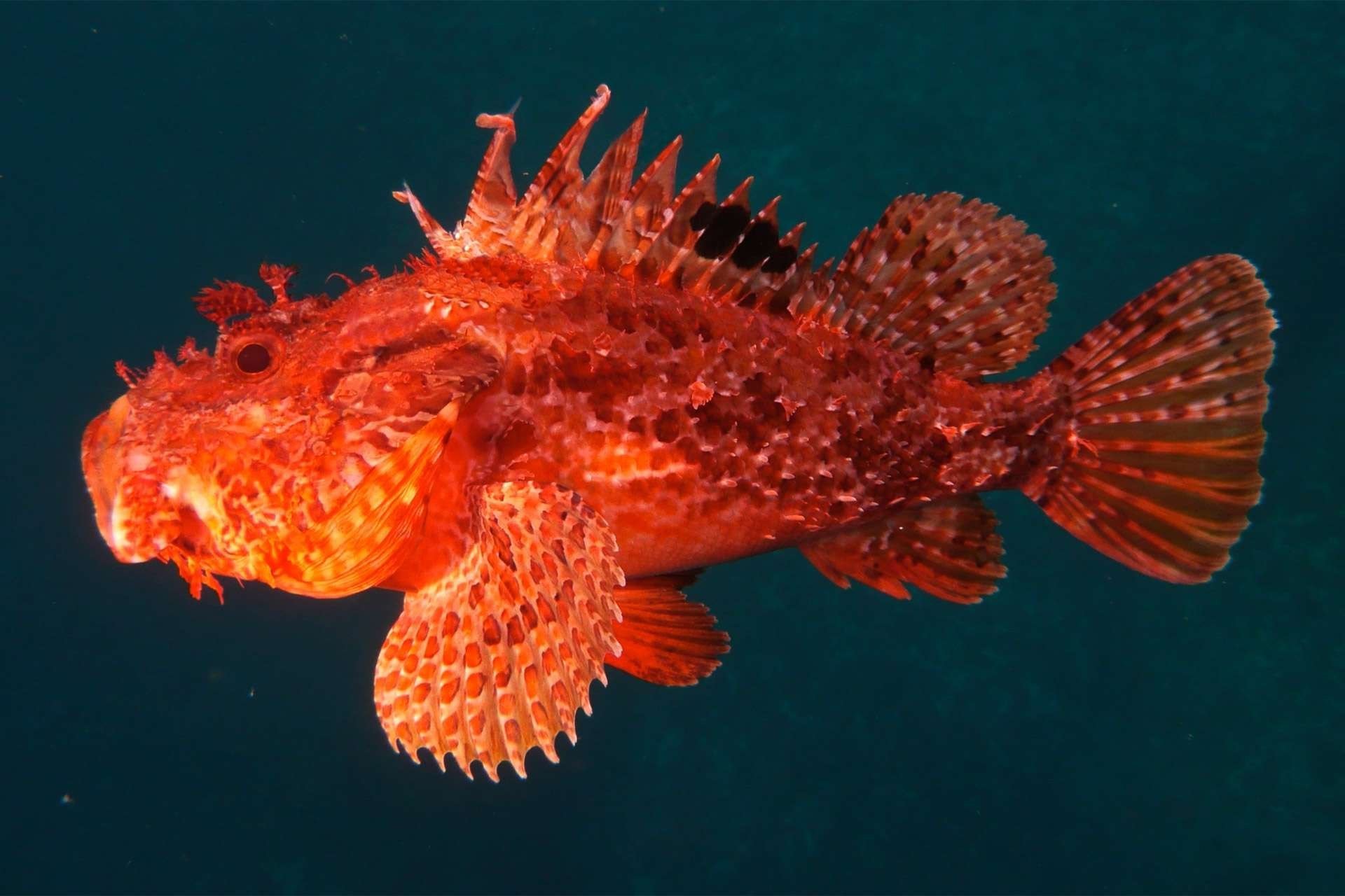 Скорпена в черном море. Морской Ерш скорпена. Черноморская скорпена-ёрш. Ерш скорпена черное море. Рыба скорпена Черноморская.