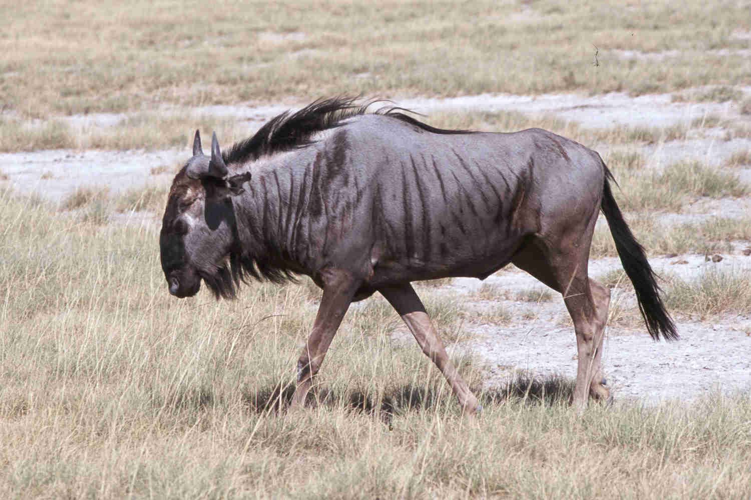 Wildebeest