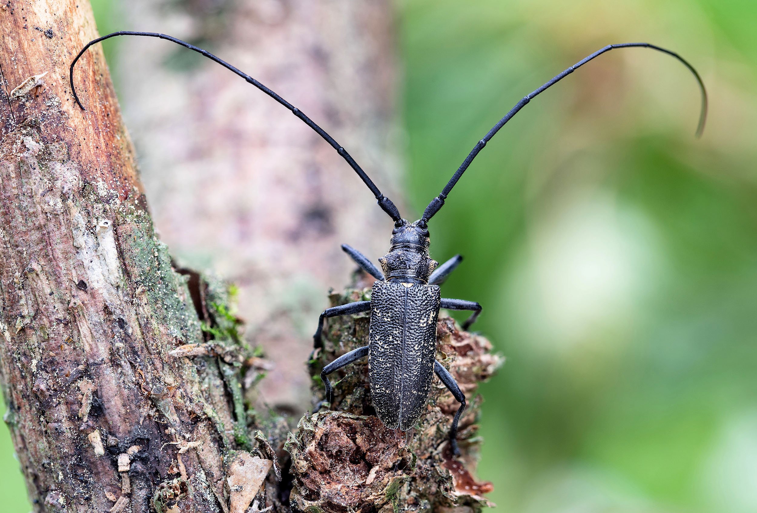 Малый черный еловый усач. Жук усач Monochamus. Жук усач Дубильщик. Жук усач еловый. Фиолетовый Жук усач.