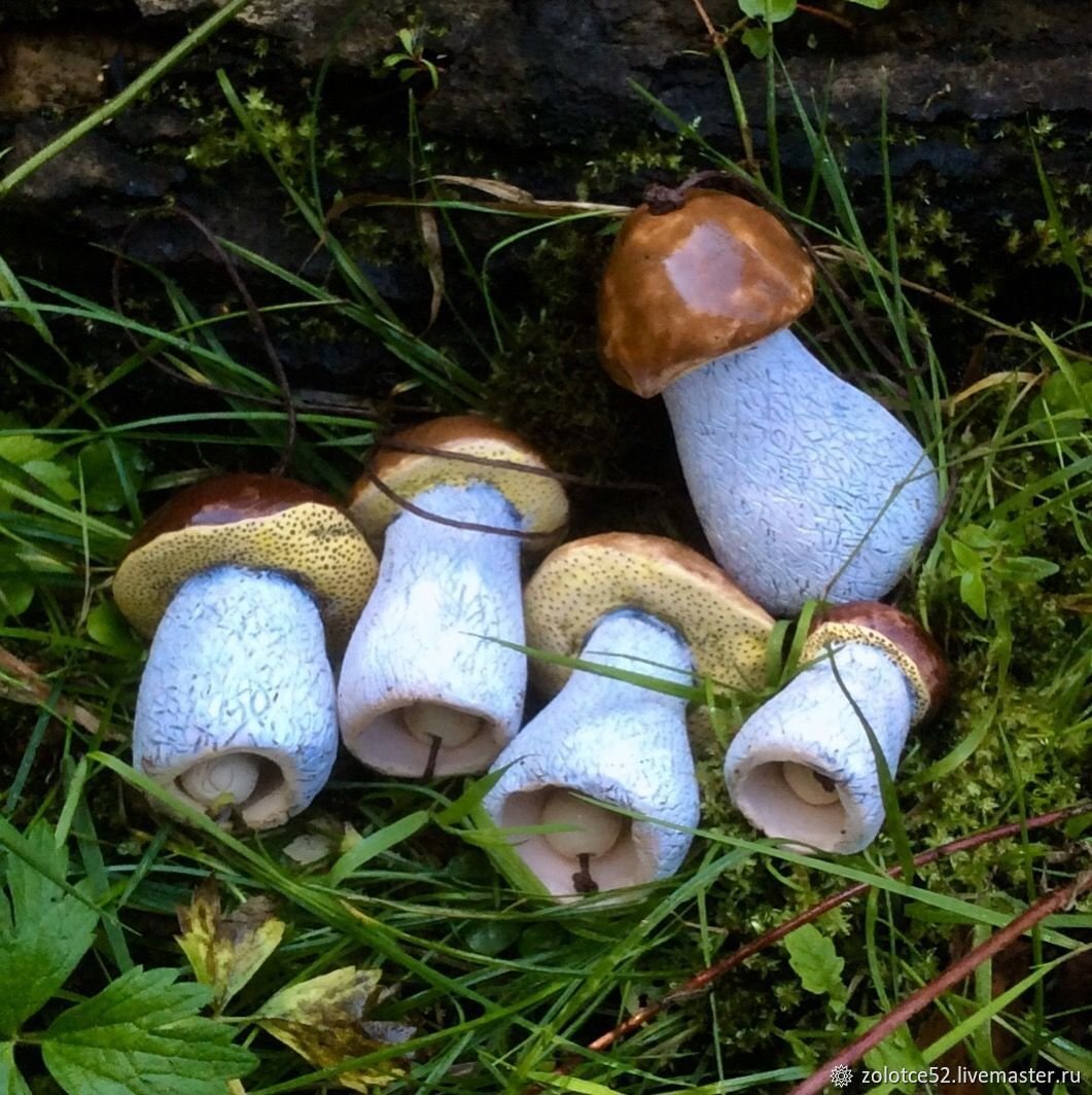 Канадский белый гриб (80 фото)