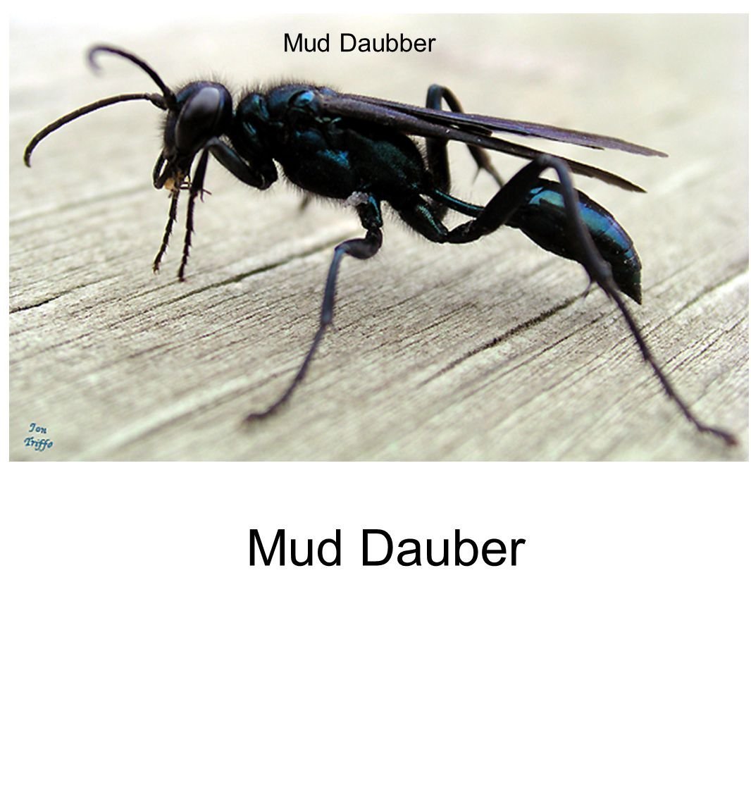 Насекомое черного цвета с крыльями. Mud Dauber Оса. Черное летающее насекомое. Черное насекомое с крыльями. Жало, у насекомых.