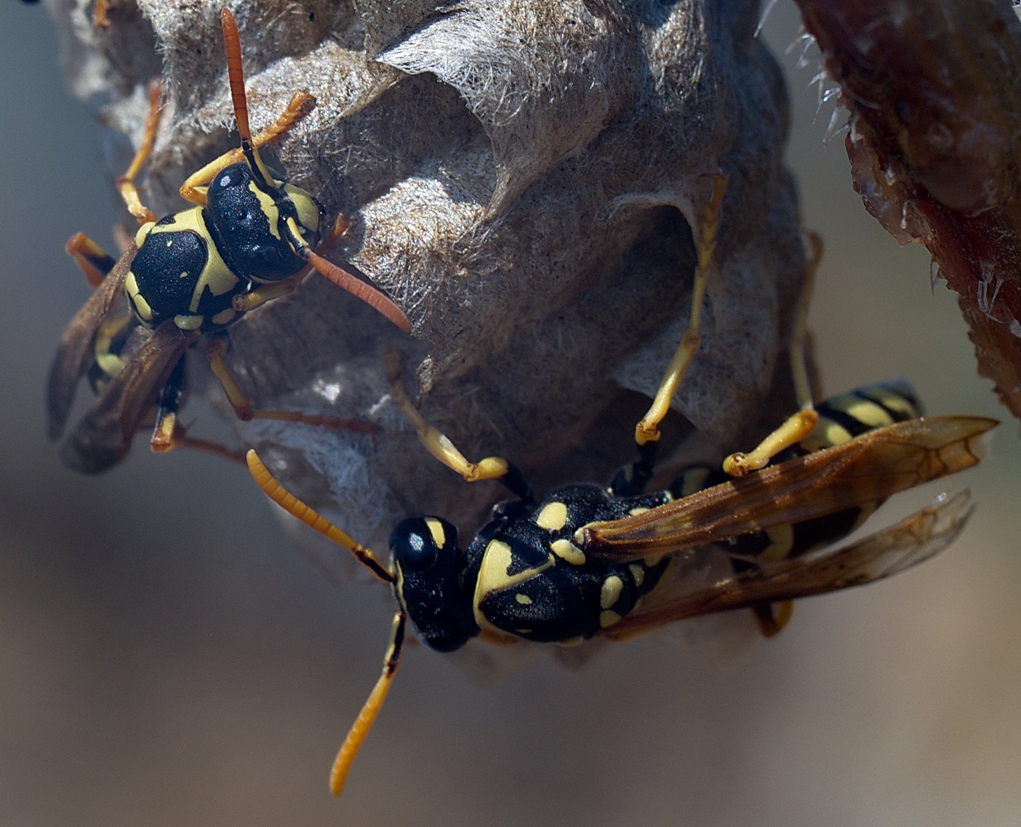 Сколько живут осы в природе. Оса Полиста гнездо. Polistes gallicus. Оса Галльская. Mellinus Оса.