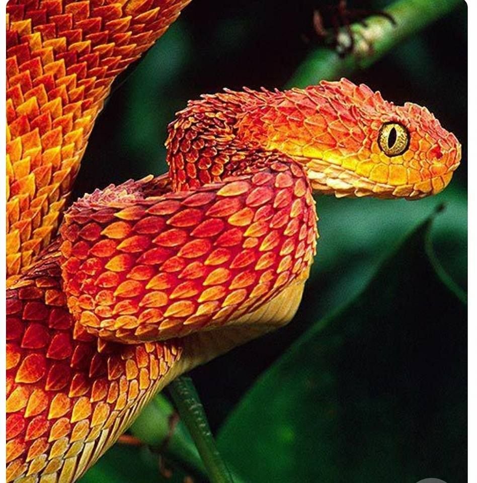 Зелено оранжевая змея. Кустарниковая гадюка (Atheris. Кустарниковая гадюка красная. Африканская кустарниковая гадюка. Колючая кустарниковая гадюка.