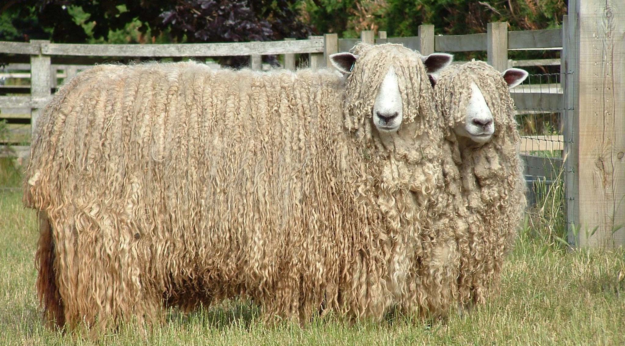 Sheep fur. Порода овец Линкольн. Линкольнская порода овец. Овечка породы Линкольн. Порода Линкольн овцы породы.