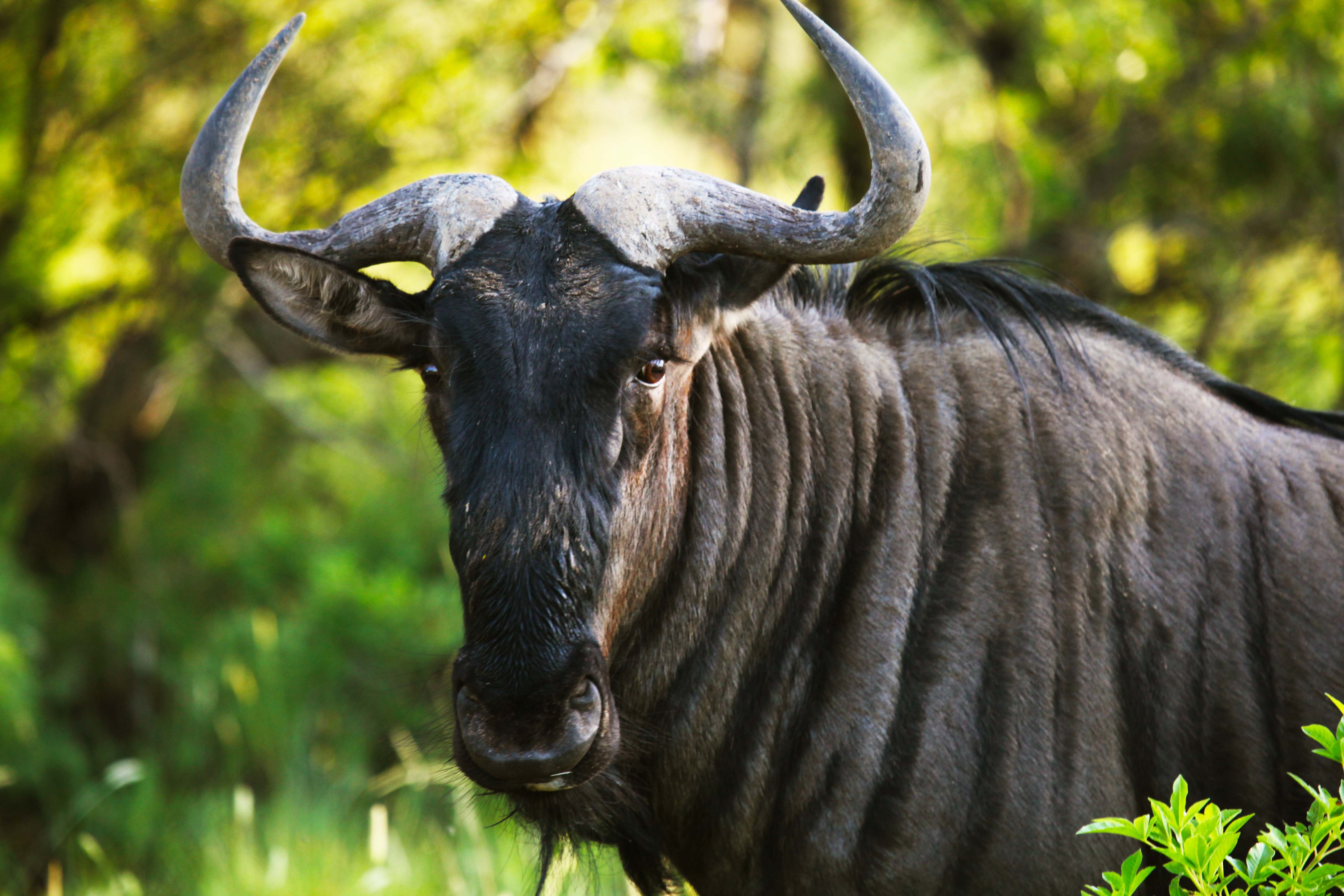 Wildebeest