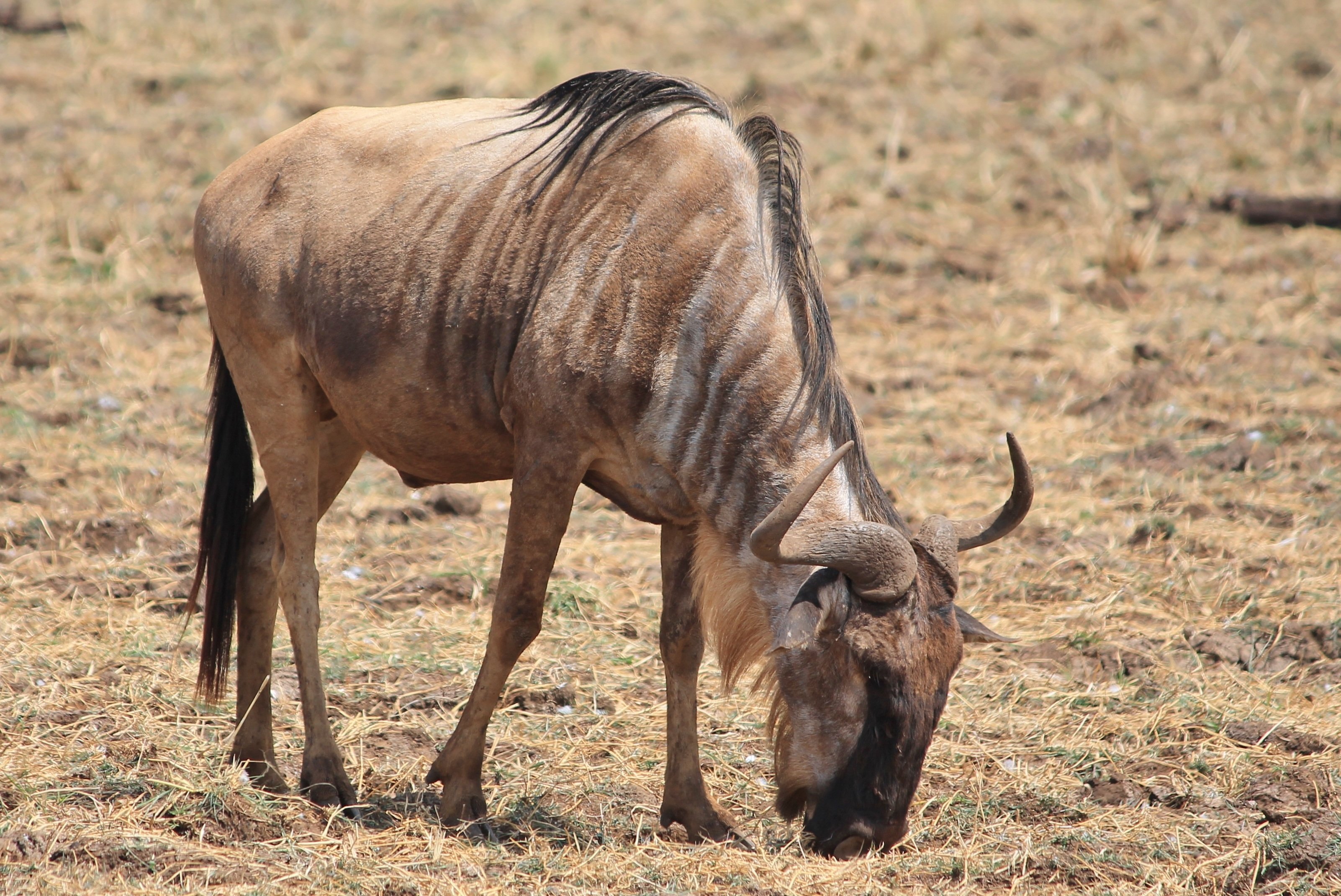 Wildebeest