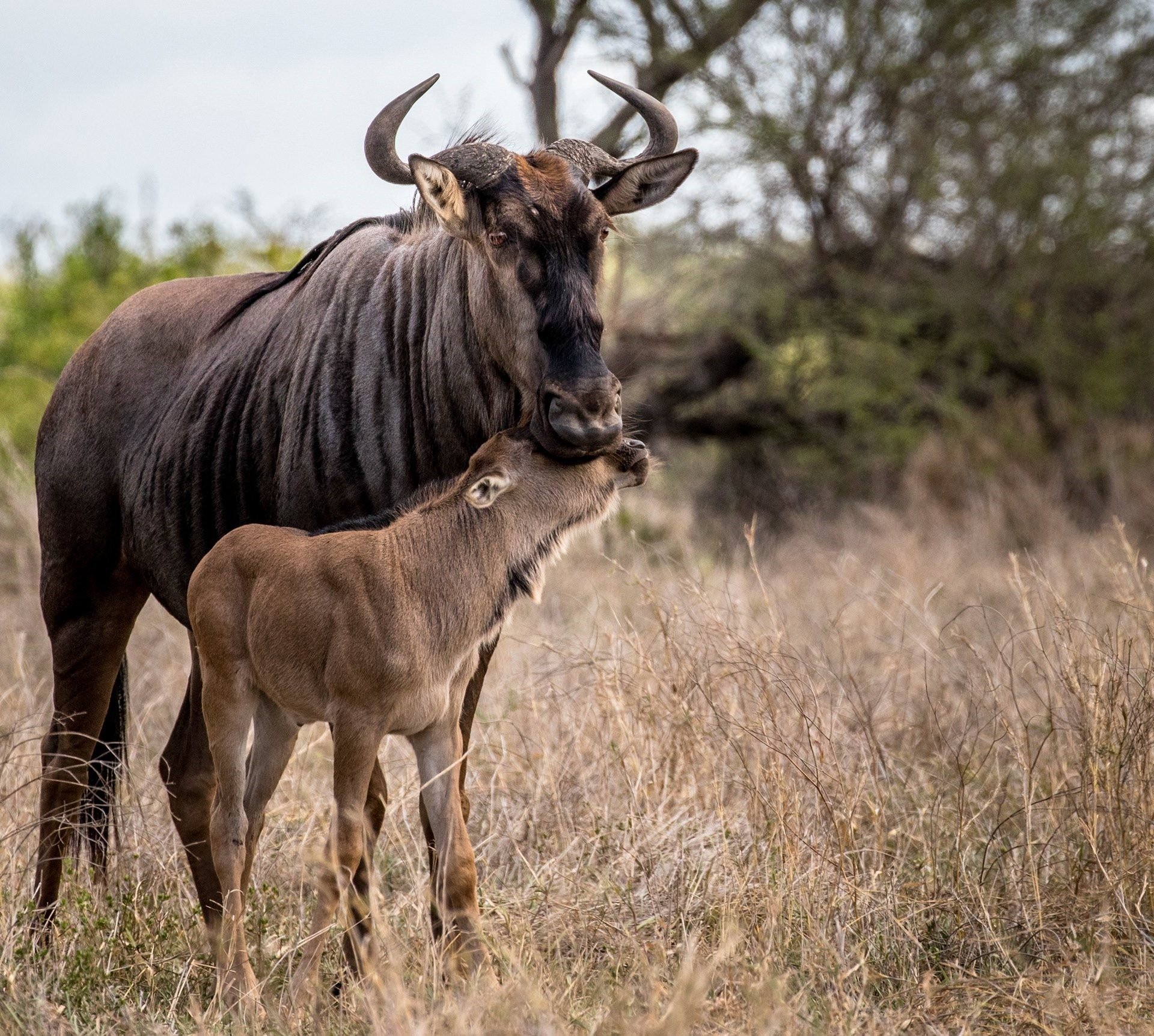 Wildebeest