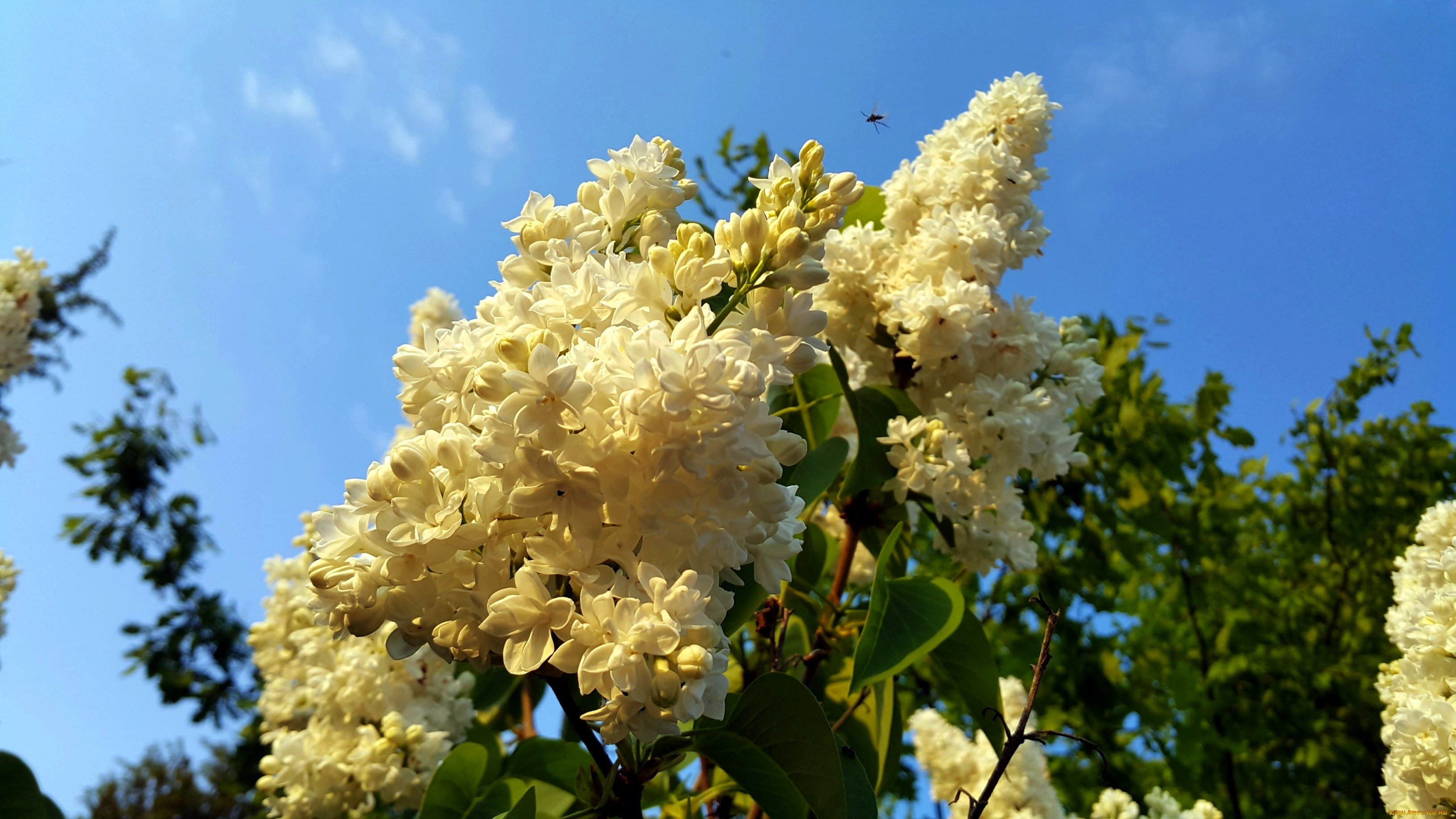 Сирень Амурская. Цветение черёмухи. Белая сирень. Черемуха желтая.