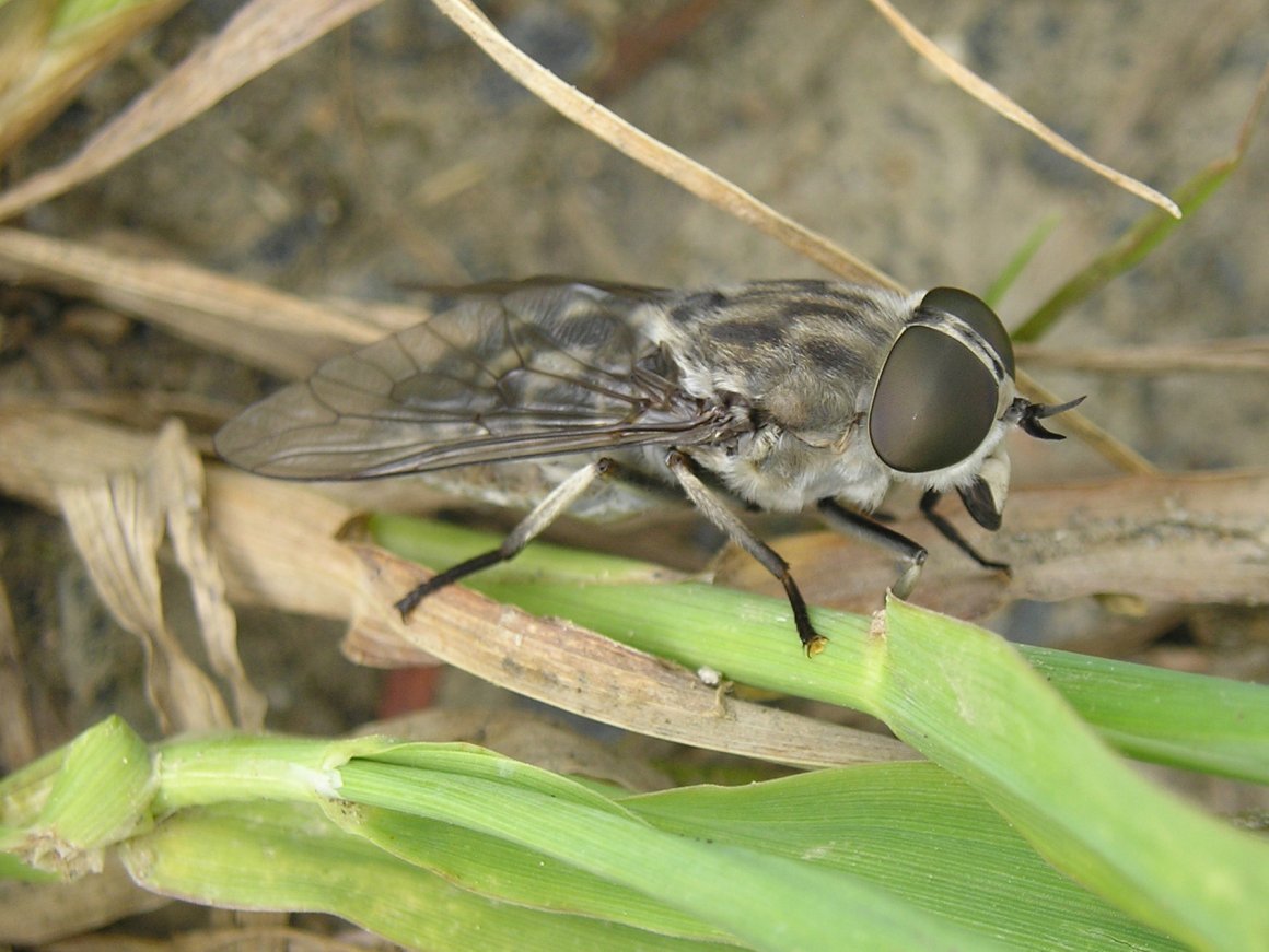 Слепень Tabanus. Слепень Пестряк. Бычий слепень. Овод насекомое и слепень.