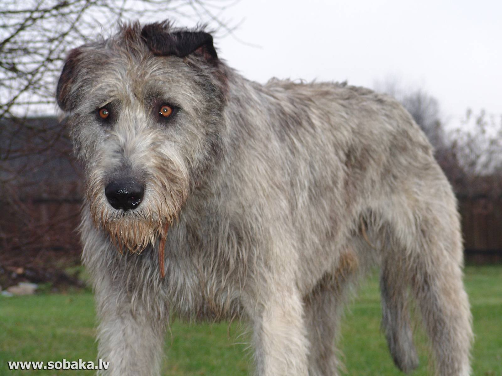 Wolfhound