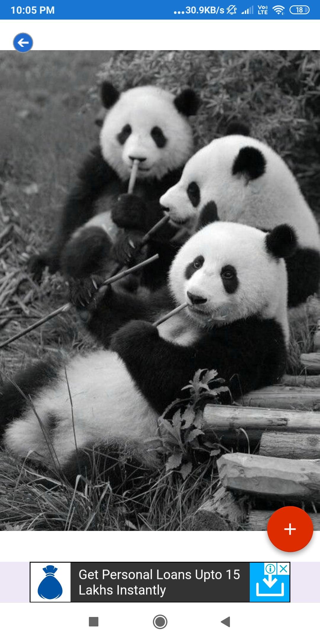 Черная панда (70 фото)