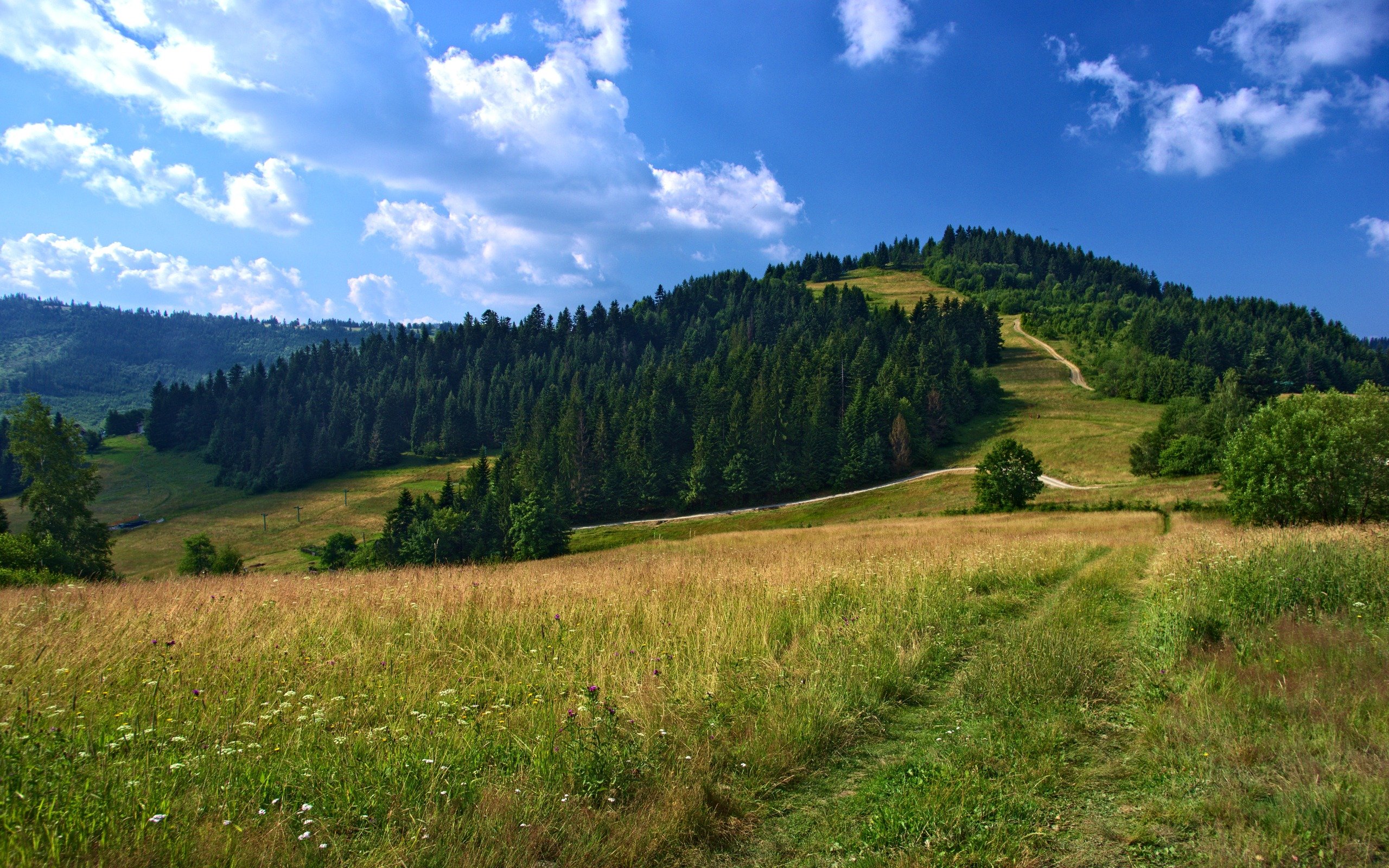 Тёлка над полями и лесами (21фото)