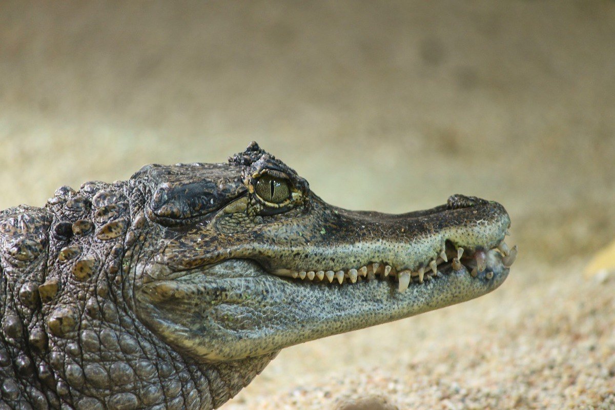 Крокодиловый кайман (60 фото)