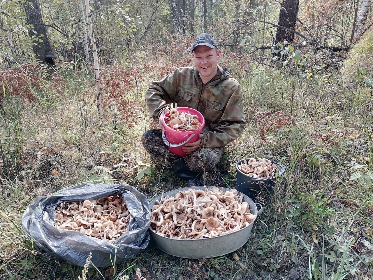 Появились ли грибы в подмосковье. Грибные места. Собирать грибы. Грибы в сентябре. Грибы Алтайского края.