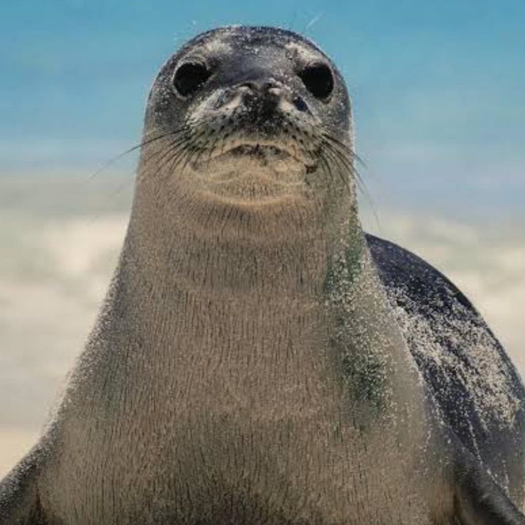 Морской тюлень (71 фото)
