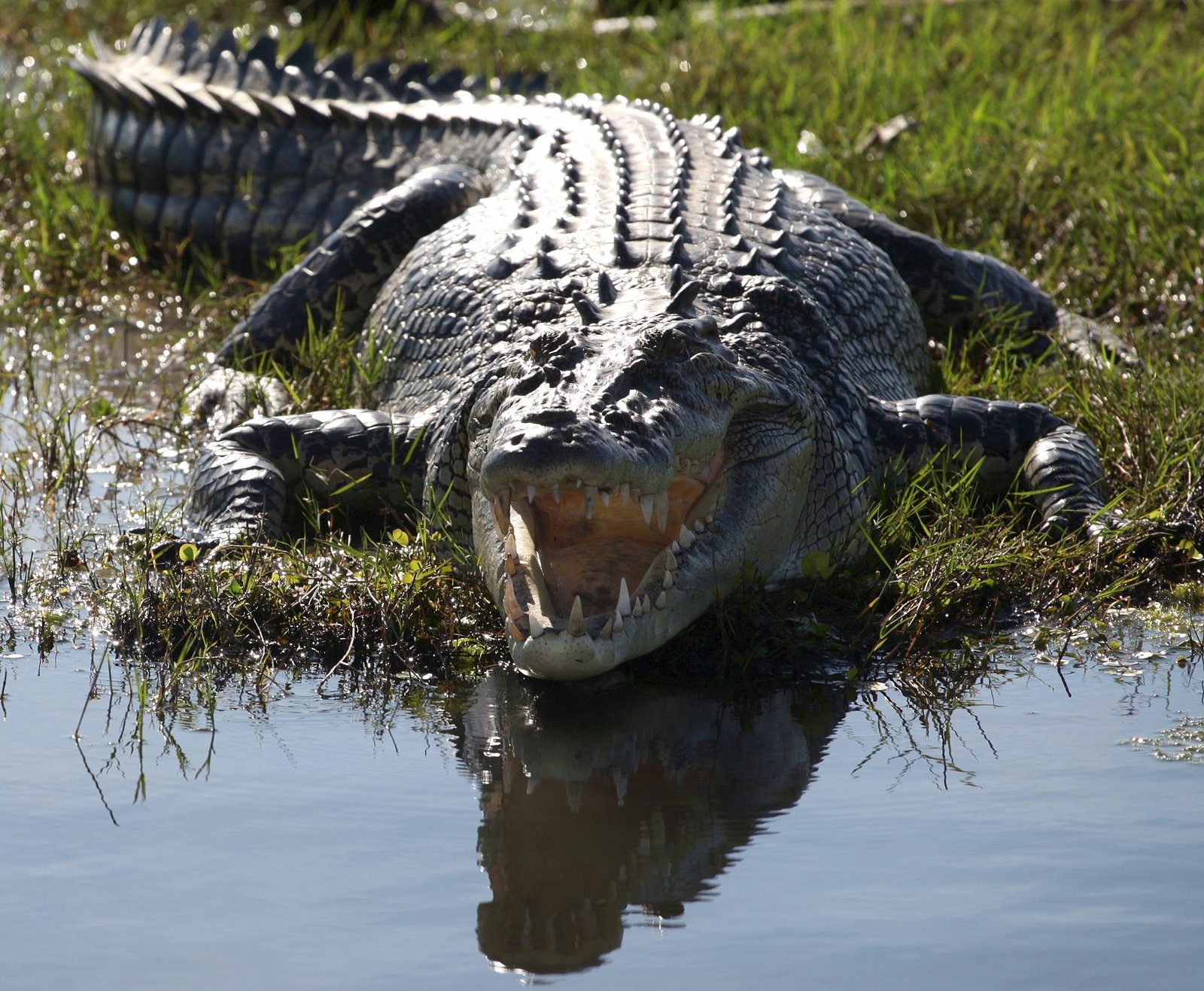 Crocodile aut. Гребнистый крокодил. Австралийский гребнистый крокодил.