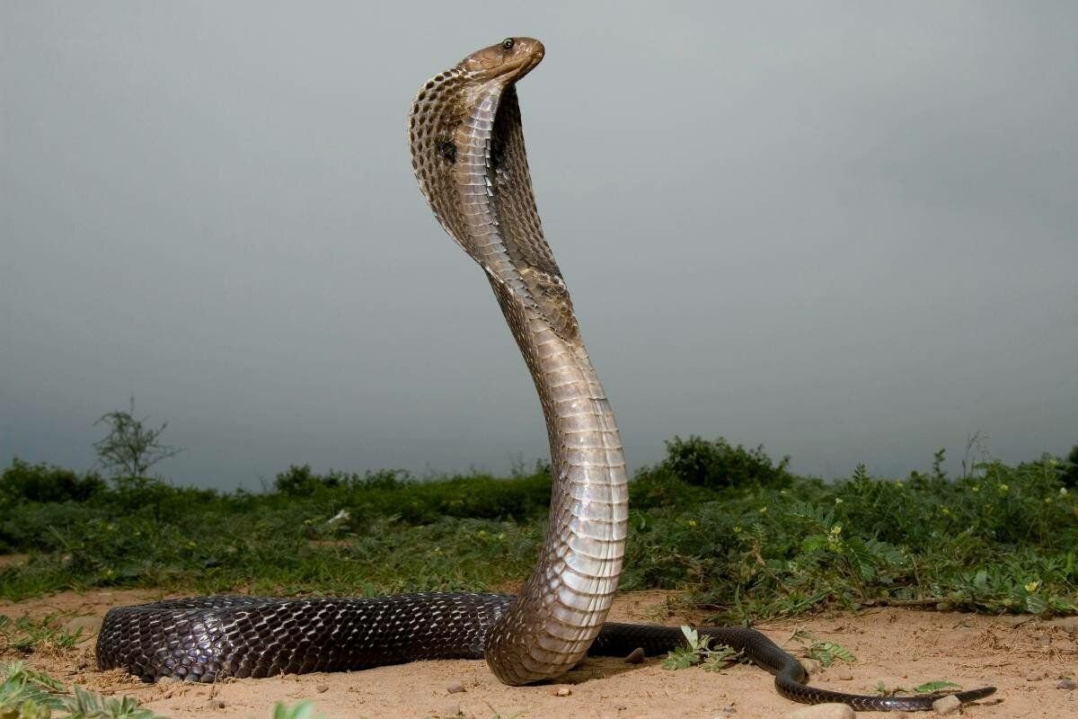 Очковая кобра (69 фото)