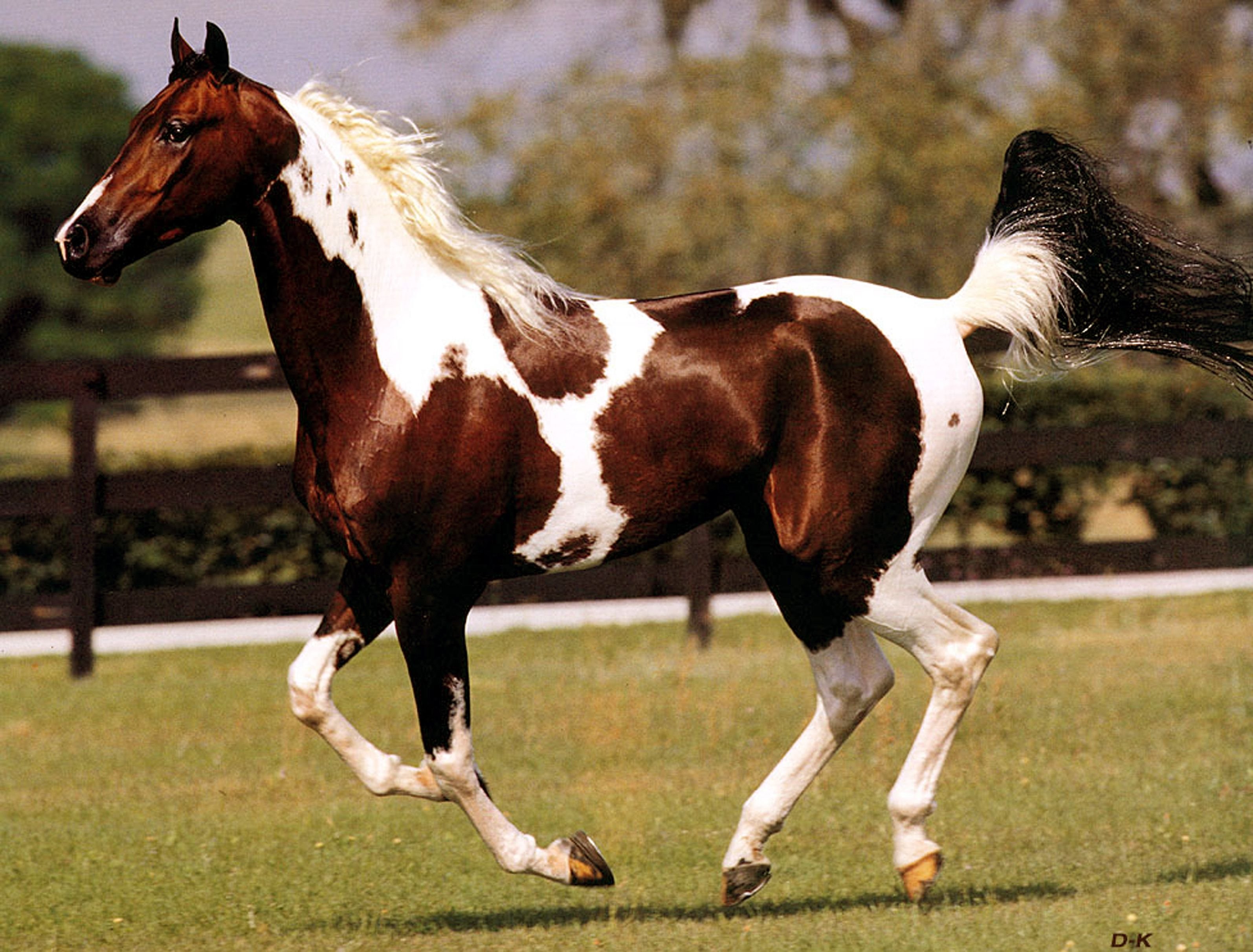 Horse extract. Американский Пейнтхорс лошадь. Лошадь породы Пинто. Пейнтхорс порода лошадей. Барокпинто порода лошадей.