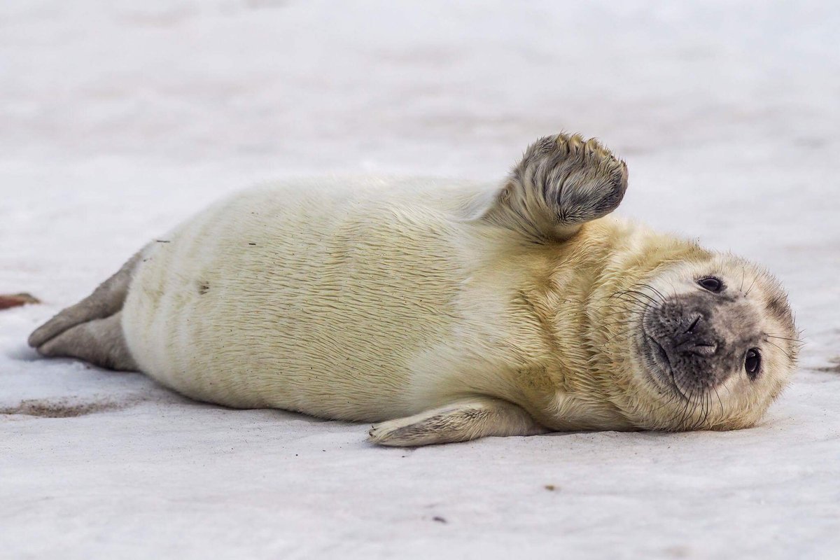 Тюлень лежит (66 фото)