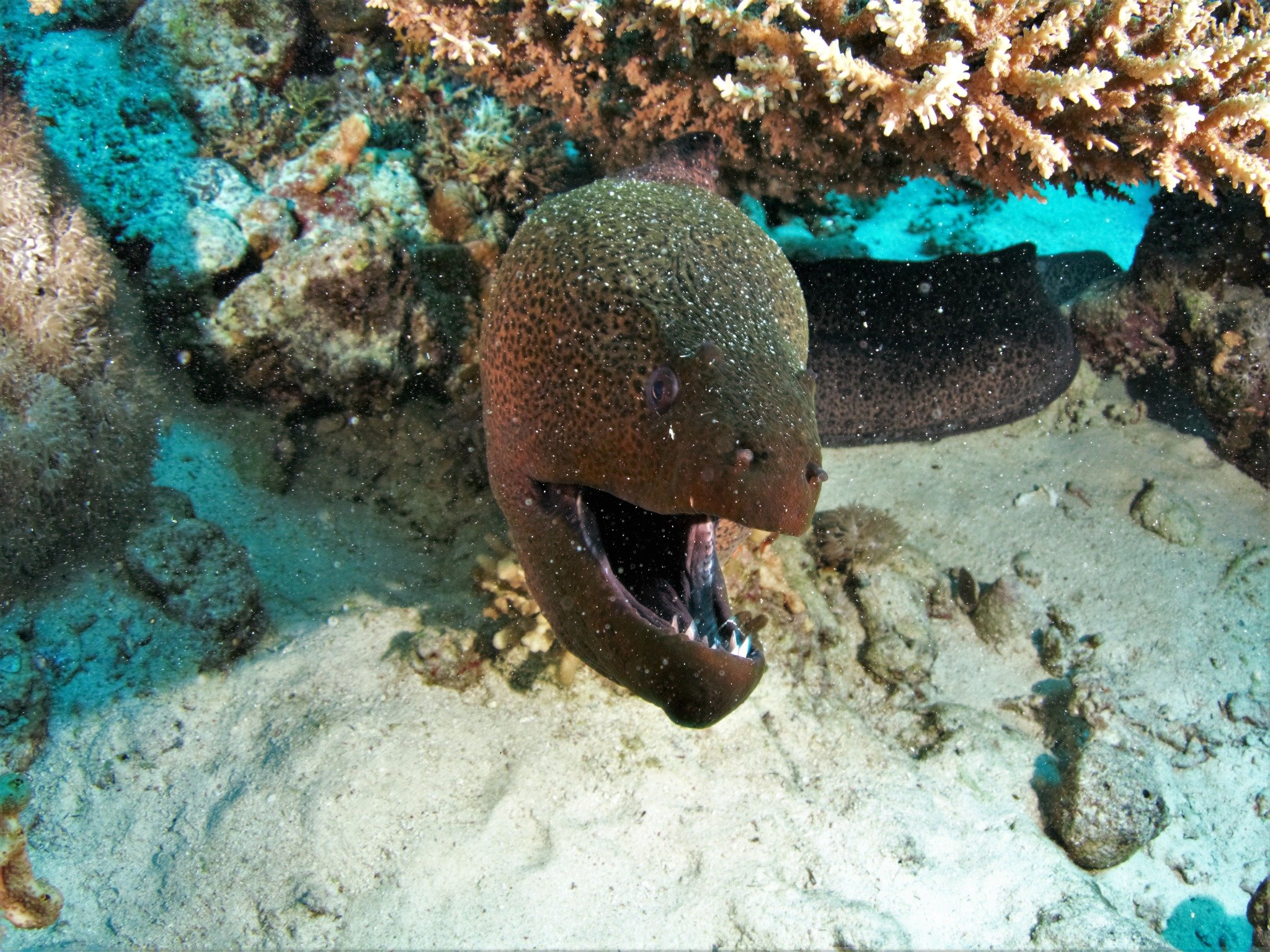 Опасные Рыбы Красного Моря Фото И Названия