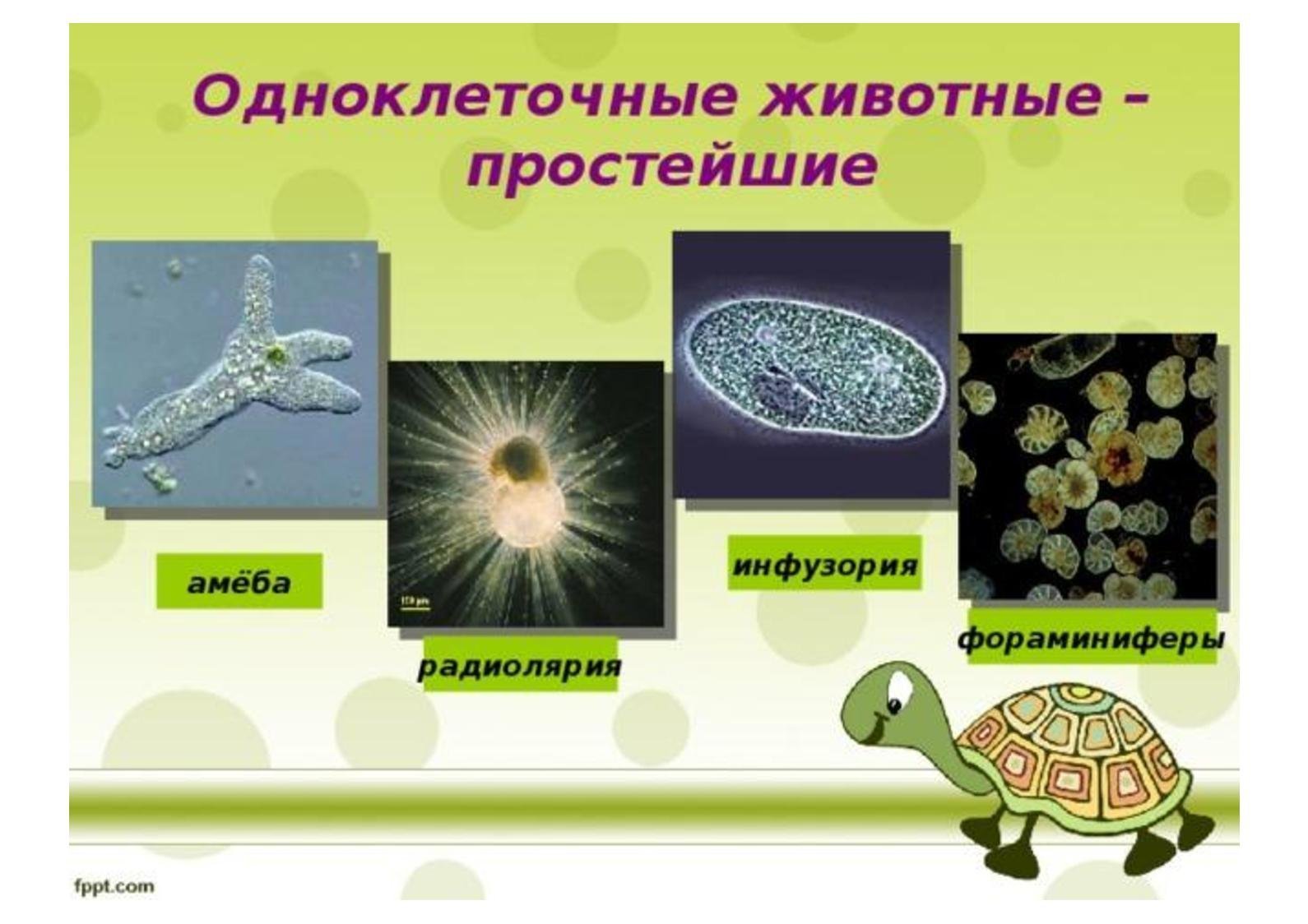 К одноклеточным относятся. Одноклеточные животные. Простейшие одноклеточные животные. Одноклеточные животные или простейшие. Одноклеклечных животных.