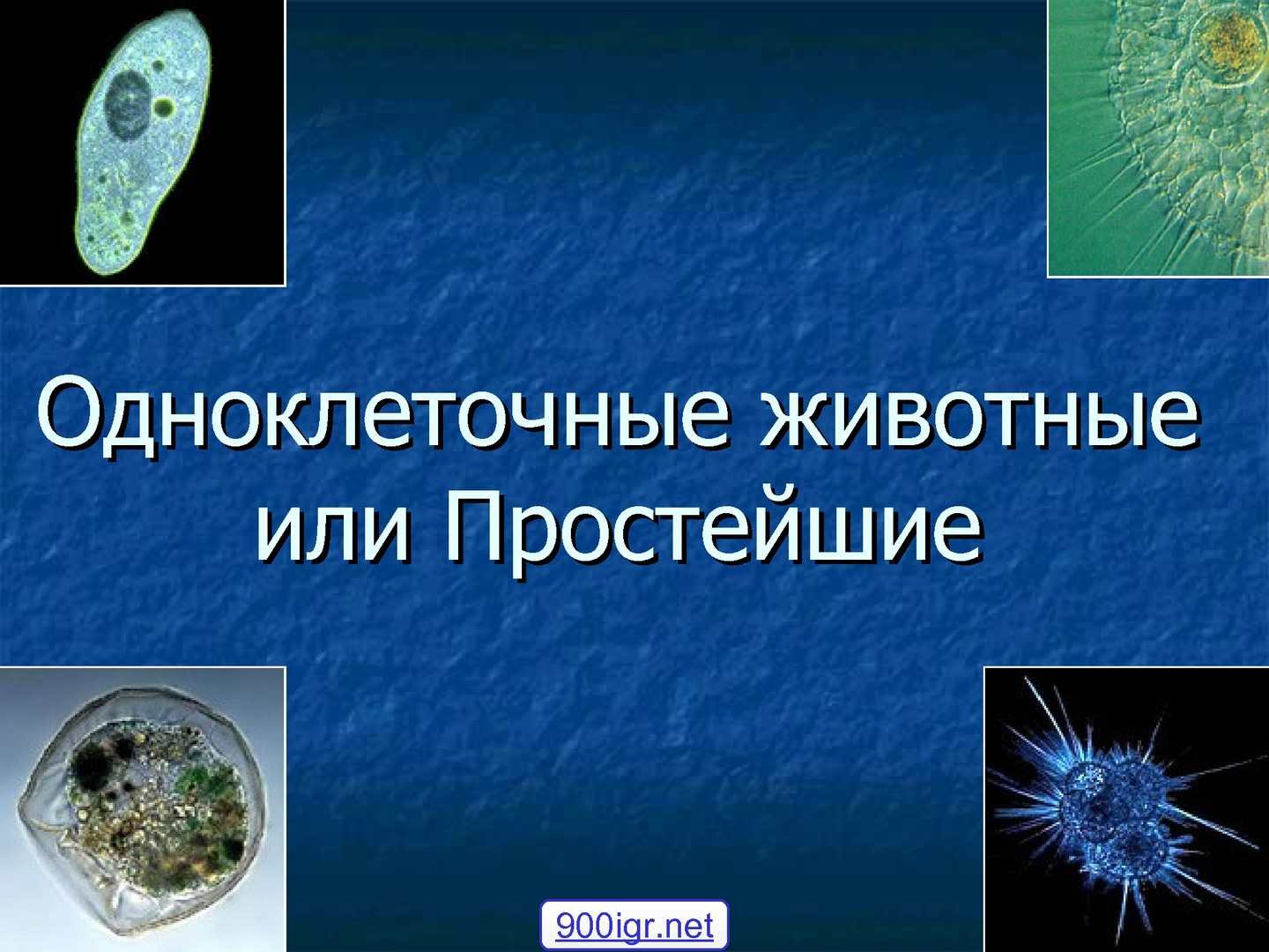 Простейшие одноклеточные животные. Животные одноклетчатые. Одноклеточные или простейшие. Одноклеточные животные или простейшие.