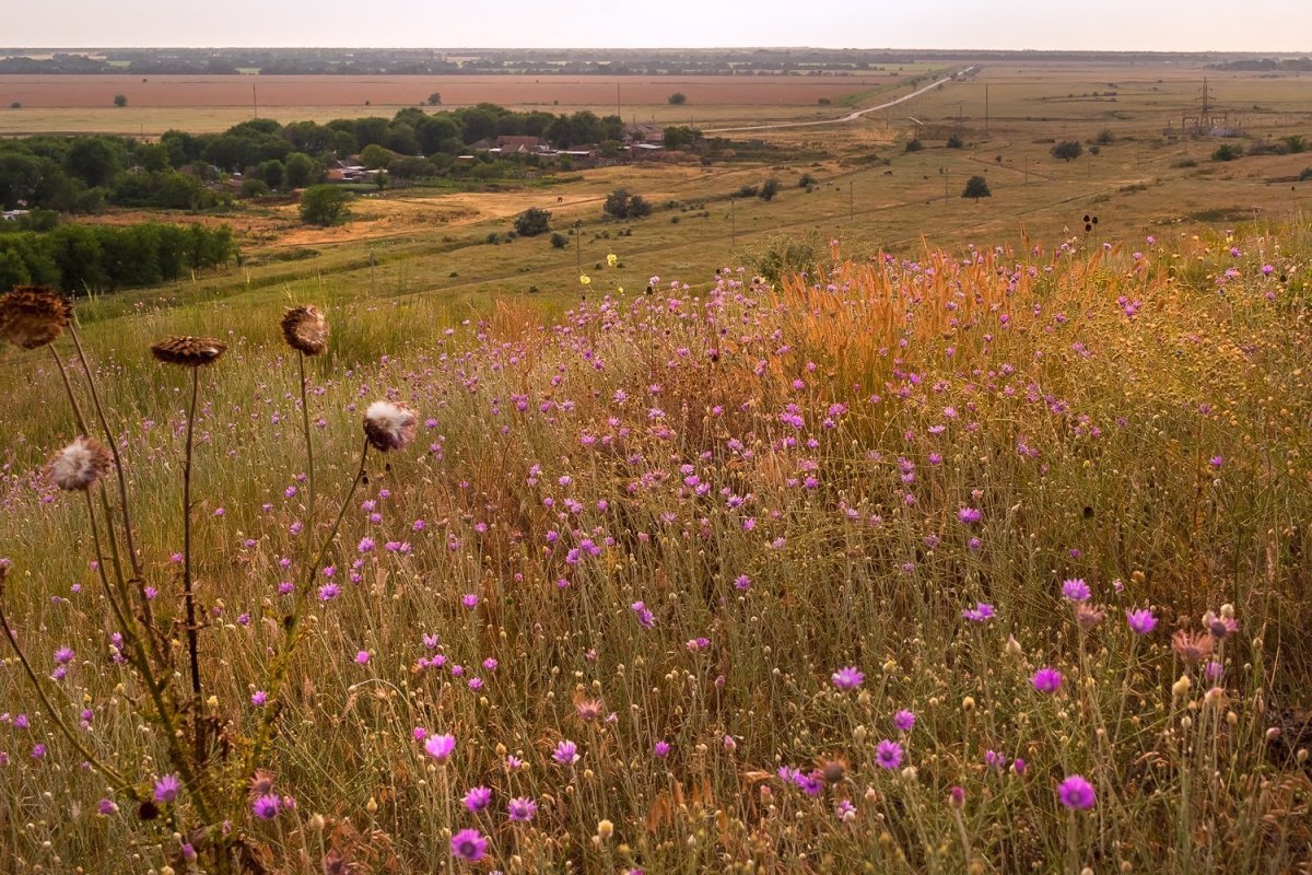 Стоит в степи село родное. Ставрополь степи. Ставропольская степь Нефтекумье. Поля Ставропольского края. Село Кугуты Ставропольского края.