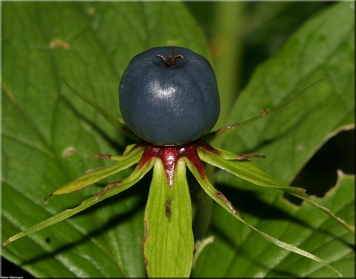 The eye roll. Cross grass. The eyes are ordinary (Paris quadrifolia). Crow eyes 