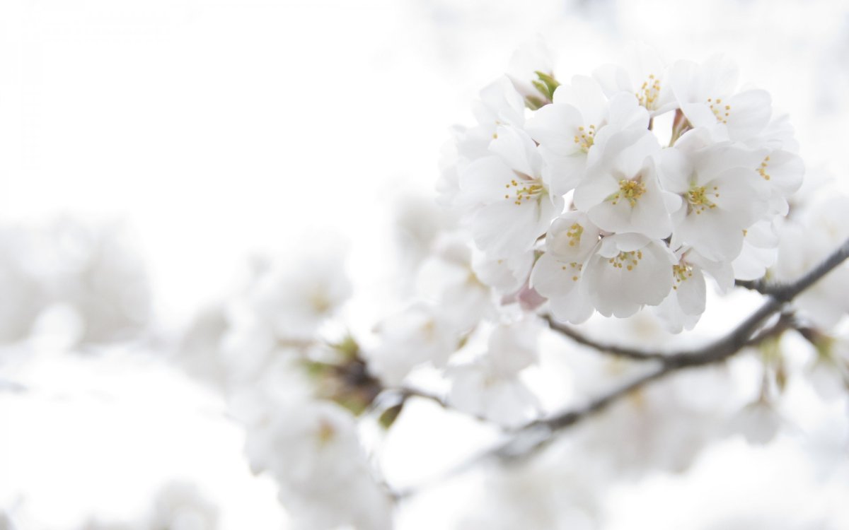 Весна на белом фоне (70 фото)