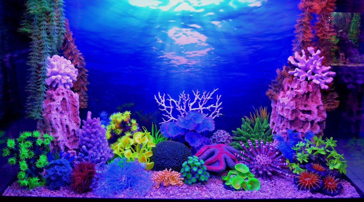 Задний фон для аквариума (77 фото)