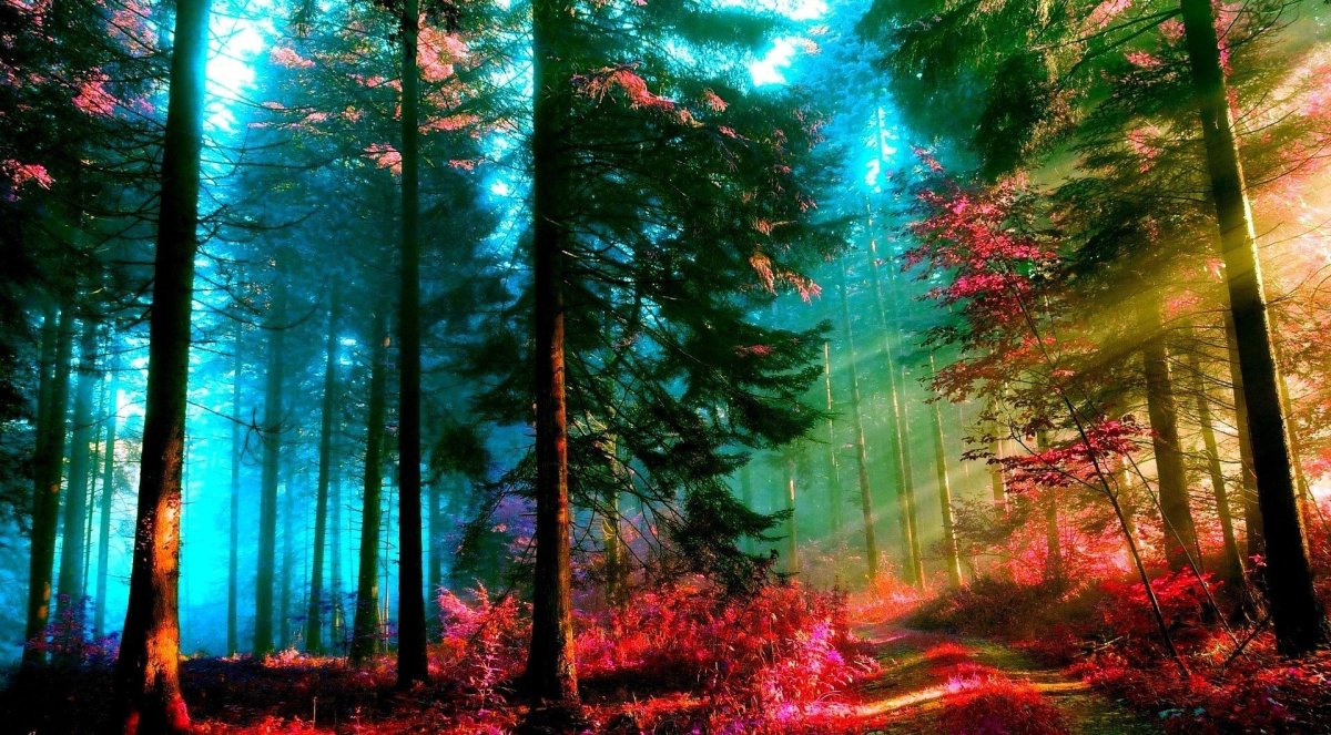 Фон красивый лес (70 фото)