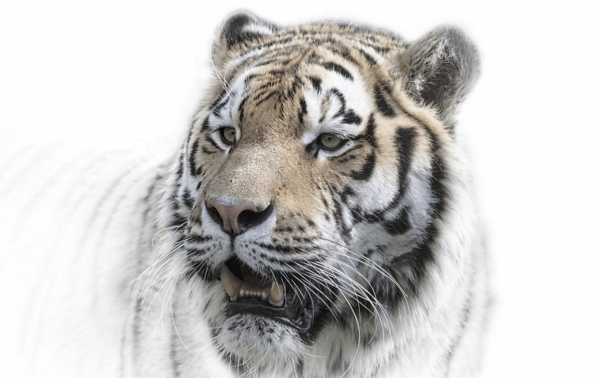 Тигр на белом фоне (70 фото)