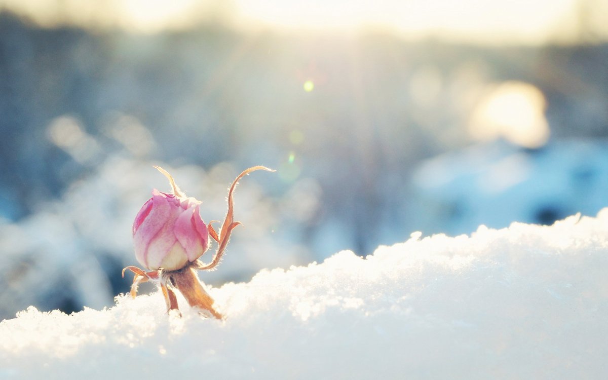 Фон цветы в снегу (73 фото)