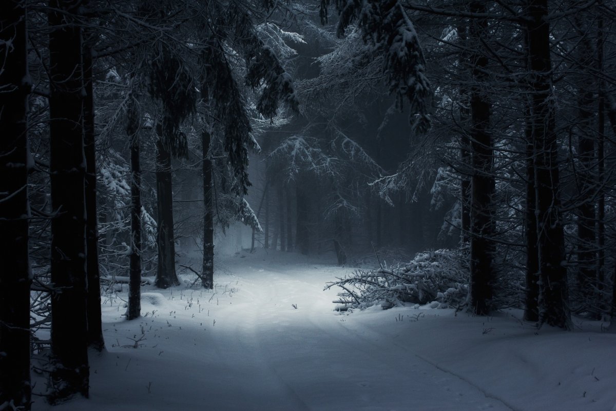 Фон зимний лес ночью (69 фото)